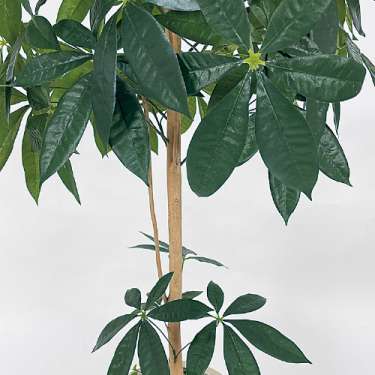 樹木プランター GR5071 H1600 パキラ(GR5071)_2