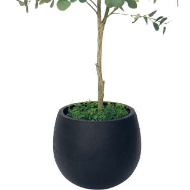 樹木プランター GR5098 H1800 ユーカリ(GR5098)_3