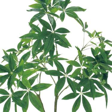 樹木プランター GR5111 H1350 パキラ(GR5111)_2