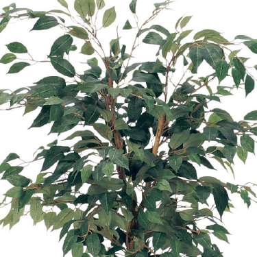 樹木プランター GR5008 H1700 フィカスベンジャミン(GR5008)_2