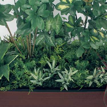 寄せ植えプランター GR5037 H1750 シェフレラ(GR5037)_2