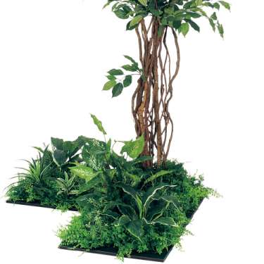 連接樹木 GM5709 H1800 450角3連 フィカスベンジャミン(GM5709)_2