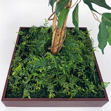 連接樹木 GR5082 H1300 480角 フィカスベンジャミン(GR5082)_2