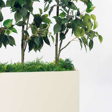 樹木パーテーション GR5115 H1800 フィカスベンジャミン(GR5115)_2