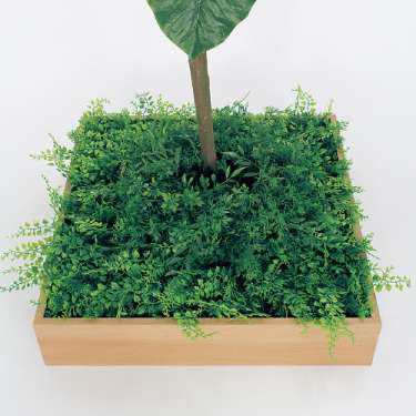 連接樹木 GR5045 H1800 480角 ウンベラータ(GR5045)_2