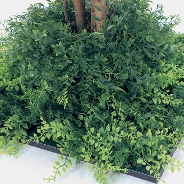 連接樹木 GR5058 H2100 450角 フィカスベンジャミン(GR5058)_2