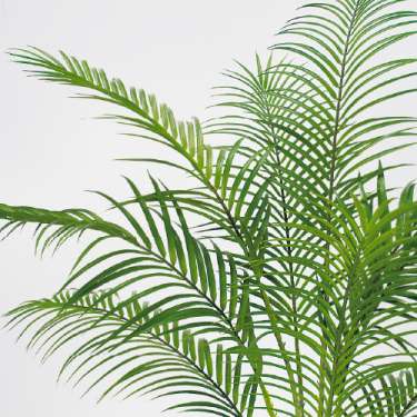 樹木プランター GR5104 H1550 アレカヤシ(GR5104)_2