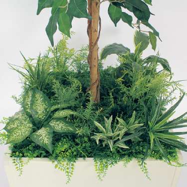 寄せ植えプランター GR5028 H1600 フィカスベンジャミン(GR5028)_2