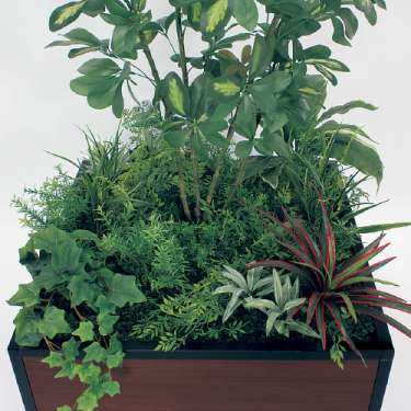 寄せ植えプランター GR5034 H1300 シェフレラ(GR5034)_2