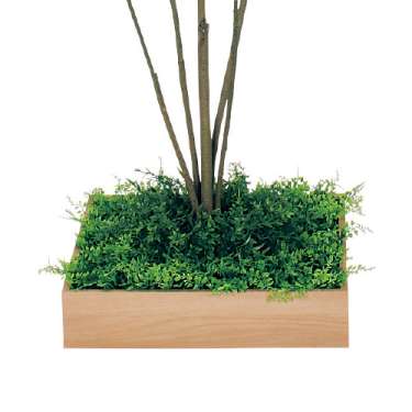 連接樹木 GR5044 H1500 480角 ウンベラータ(GR5044)_2