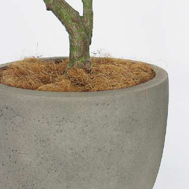 樹木プランター GR5093 H2100 パキラ(GR5093)_3