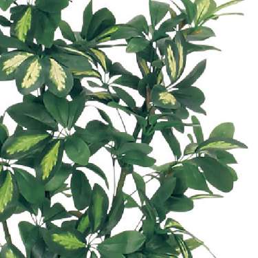 樹木プランター GR5022 H1500 シェフレラ(GR5022)_2