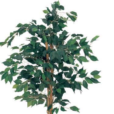 樹木プランター GR5013 H1400 フィカスベンジャミン(GR5013)_2