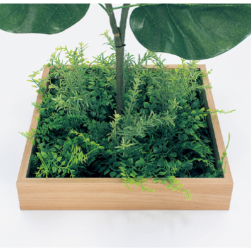 連接樹木 GR5042 H800 330角 ウンベラータ(GR5042)_2