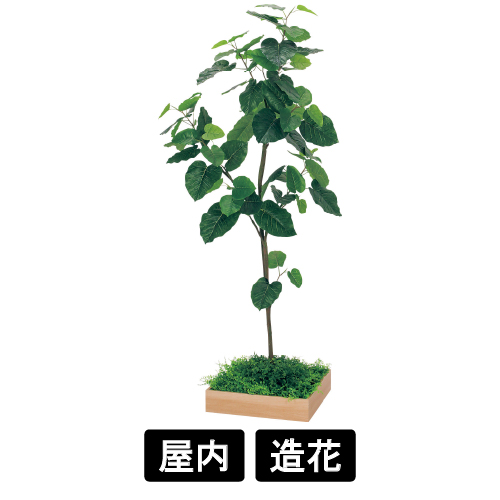 連接樹木 GR5045 H1800 480角 ウンベラータ