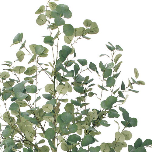 樹木プランター GR5098 H1800 ユーカリ(GR5098)_2