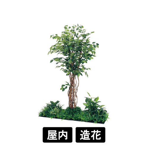 連接樹木 GM5708 H1800 450角3連 フィカスベンジャミン