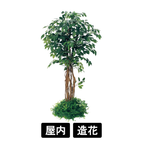 テーブル樹木 GR5137 H1800 450Ф フィカスベンジャミン