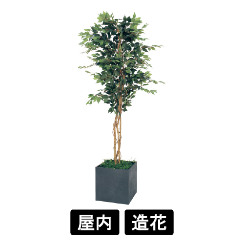 樹木プランター GR5005 H2300 フィカスベンジャミン