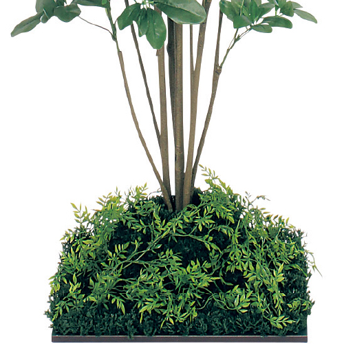 連接樹木 GR5064 H1800 450角 シェフレラ(GR5064)_2