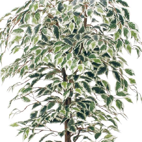 樹木プランター GR5106 H1550 ハワイアンベンジャミン(GR5106)_2