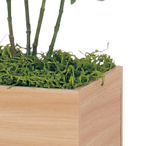 樹木プランター GR5022 H1500 シェフレラ(GR5022)_3