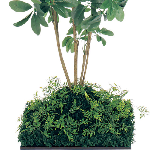 連接樹木 GR5063 H1500 450角 シェフレラ(GR5063)_2