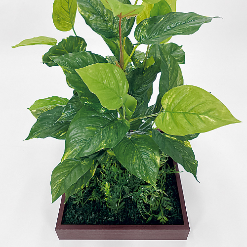 連接樹木 GR5081 H650 330角 (GR5081)_2