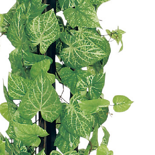 樹木プランター GR5018 H1500 ポトス(GR5018)_2