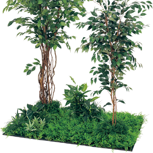 連接樹木 GM5711 H1800 450角6連 フィカスベンジャミン(GM5711)_2