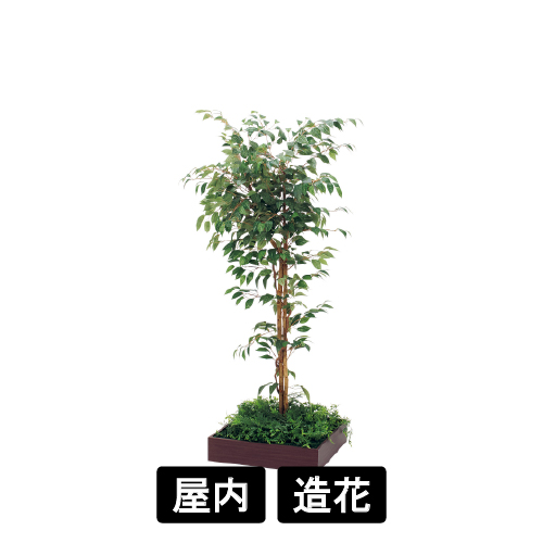 連接樹木 GR5083 H1600 480角 フィカスベンジャミン