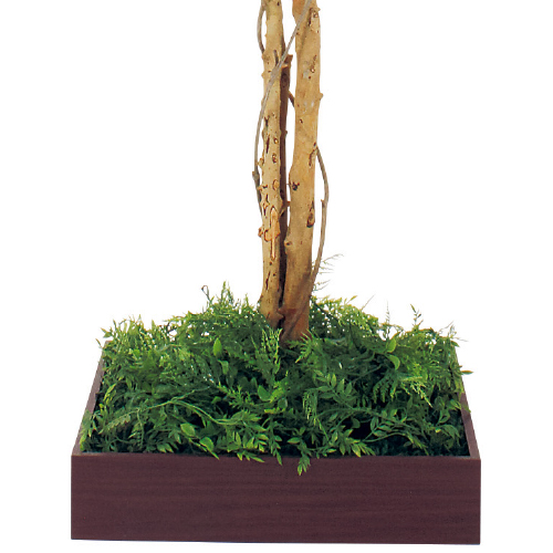 連接樹木 GR5085 H2100 480角 フィカスベンジャミン(GR5085)_2