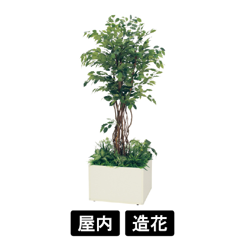 寄せ植えプランター GR5030 H2100 フィカスベンジャミン