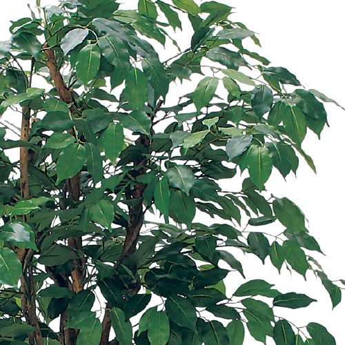 樹木プランター GR5108 H1900 フィカスベンジャミン(GR5108)_2