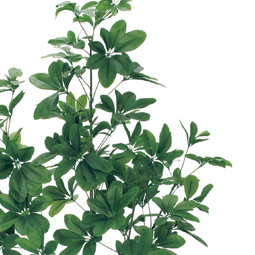 樹木プランター GR5103 H1500 シェフレラ(GR5103)_2