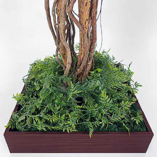 連接樹木 GR5084 H1800 480角 フィカスベンジャミン(GR5084)_2