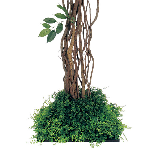 連接樹木 GR5057 H1800 450角 フィカスベンジャミン(GR5057)_2