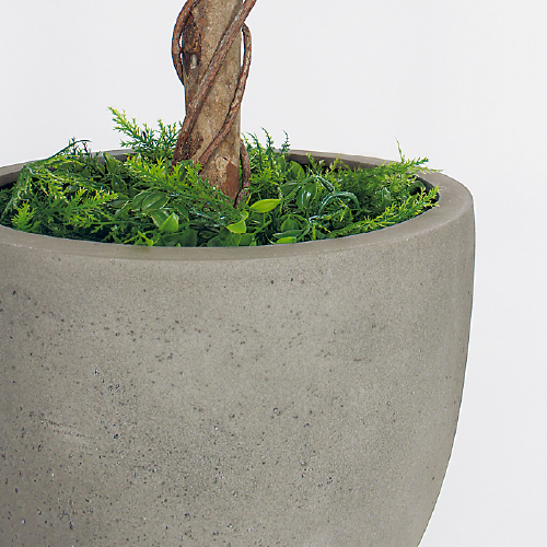 樹木プランター GR5092 H2100 フィカスベンジャミン(GR5092)_3