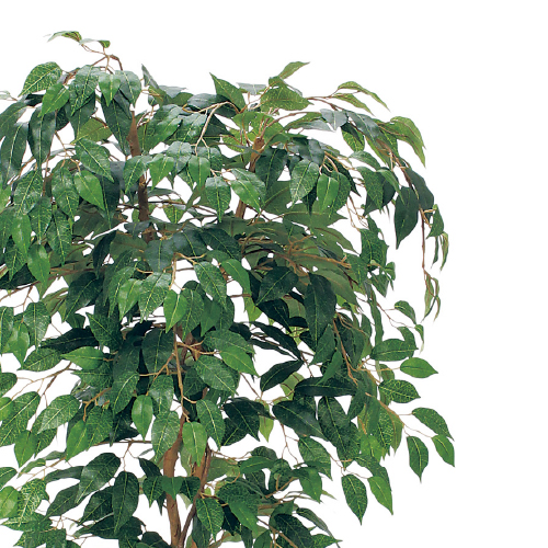 樹木プランター GR5102 H1500 フィカスベンジャミン(GR5102)_2