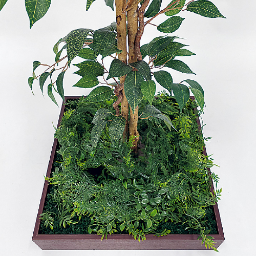 連接樹木 GR5083 H1600 480角 フィカスベンジャミン(GR5083)_2