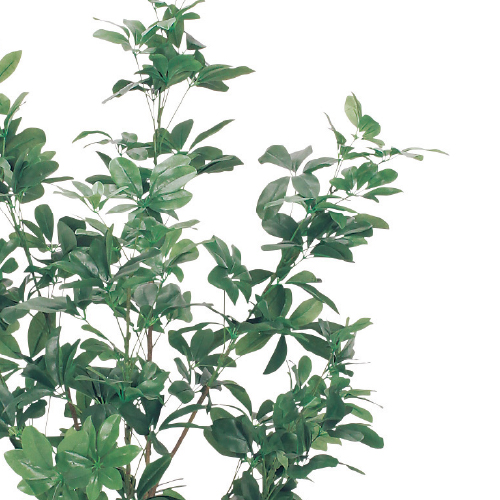 樹木プランター GR5007 H1800 シェフレラ(GR5007)_2