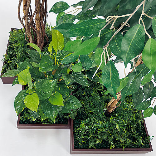 連接樹木 GM5726 H1800 4連 フィカスベンジャミン(GM5726)_2