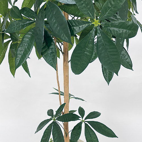 樹木プランター GR5071 H1600 パキラ(GR5071)_2