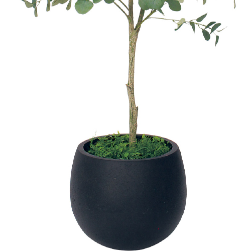 樹木プランター GR5098 H1800 ユーカリ(GR5098)_3