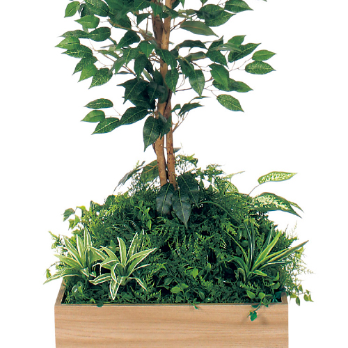 テーブル樹木 GR5122 H1500 450角 フィカスベンジャミン(GR5122)_2