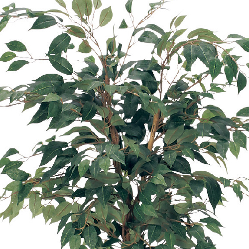 樹木プランター GR5008 H1700 フィカスベンジャミン(GR5008)_2