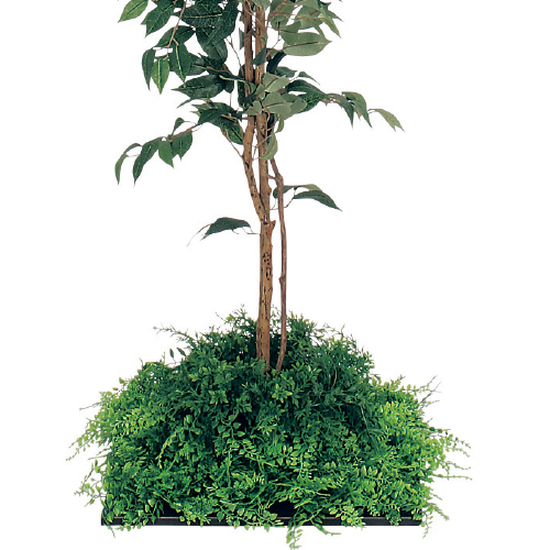 連接樹木 GR5056 H1600 450角 フィカスベンジャミン(GR5056)_2