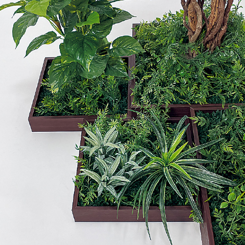 連接樹木 GM5729 H1800 7連 フィカスベンジャミン(GM5729)_2