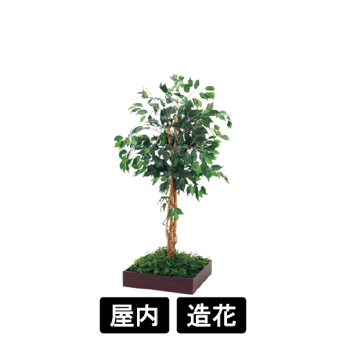 連接樹木 GR5082 H1300 480角 フィカスベンジャミン