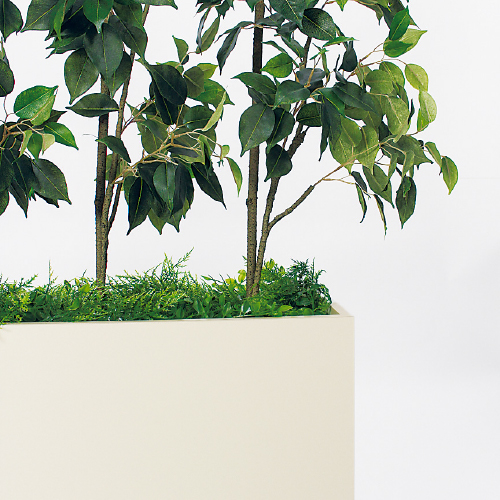 樹木パーテーション GR5115 H1800 フィカスベンジャミン(GR5115)_2